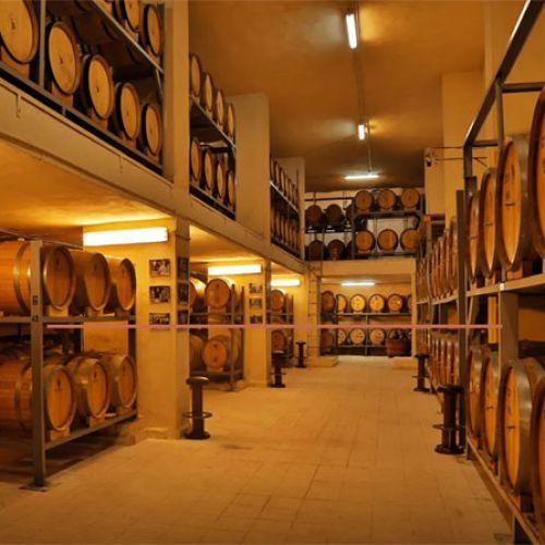 Vineyard Tour