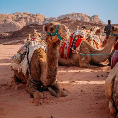 Camel Ride Wadi Rum Wonders