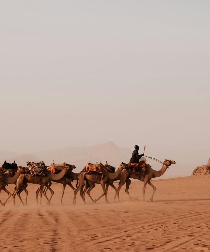 Wadi Rum desert camels